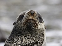 IMG 2763c  Antarctic Fur Seal (Arctocephalus gazella) - pup