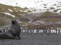 IMG 2821c  Antarctic Fur Seal (Arctocephalus gazella) - adult male with King Penguins (Aptenodytes patagonicus)