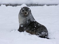 IMG 3049c  Antarctic Fur Seal (Arctocephalus gazella) - pup