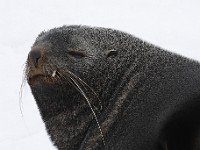 IMG 3099c  Antarctic Fur Seal (Arctocephalus gazella) - adult male