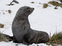 IMG 3133c  Antarctic Fur Seal (Arctocephalus gazella) - pup