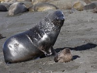 IMG 3685c  Antarctic Fur Seal (Arctocephalus gazella) with Subantarctic Skua (Catharacta antarctica)