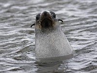 IMG 4000c  Antarctic Fur Seal (Arctocephalus gazella) - adult female