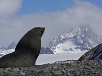 IMG 4256c  Antarctic Fur Seal (Arctocephalus gazella) - adult male