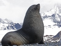 IMG 4258c  Antarctic Fur Seal (Arctocephalus gazella) - adult male