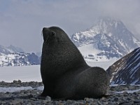 IMG 4259c  Antarctic Fur Seal (Arctocephalus gazella) - adult male