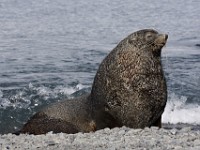 IMG 4280c  Antarctic Fur Seal (Arctocephalus gazella) - adult male