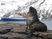 IMG 5032c  Antarctic Fur Seal (Arctocephalus gazella) - adult male