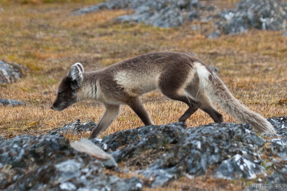 IMG_2238c.jpg - Arctic Fox (Vulpes lagopus) - adult
