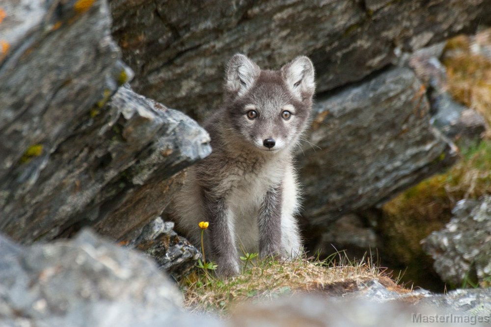 IMG_2360c.jpg - Arctic Fox (Vulpes lagopus) - kit