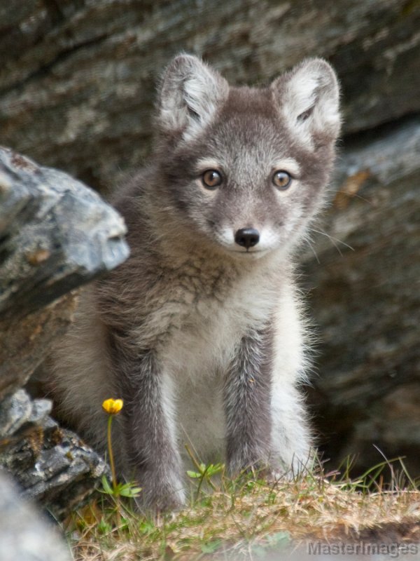 IMG_2360cv.jpg - Arctic Fox (Vulpes lagopus) - kit