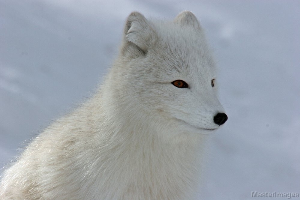 IMG_7961c.jpg - Arctic Fox (Vulpes lagopus) - captive adult in winter pelage