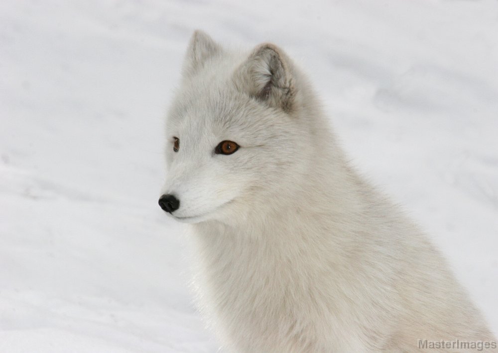 IMG_7991c.jpg - Arctic Fox (Vulpes lagopus) - captive adult in winter pelage