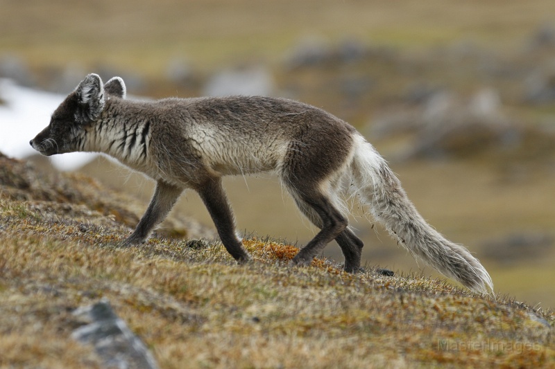 PB_2235.JPG - Arctic Fox (Vulpes lagopus) - adult