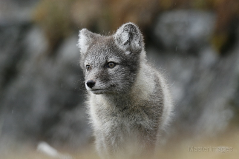 PC_2258.JPG - Arctic Fox (Vulpes lagopus) - kit