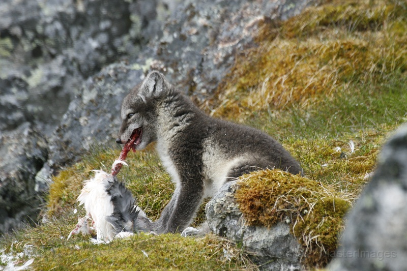 PD_2284.JPG - Arctic Fox (Vulpes lagopus) - kit eating a Black-legged Kittiwake