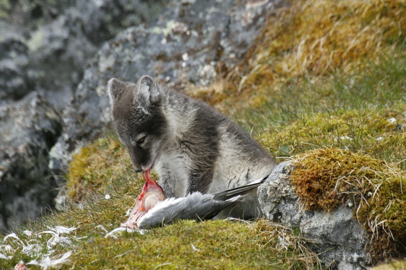 PE_2302.JPG - Arctic Fox (Vulpes lagopus) - kit eating a Black-legged Kittiwake