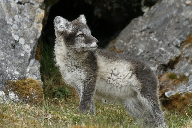 PF_2317.JPG - Arctic Fox (Vulpes lagopus) - kit