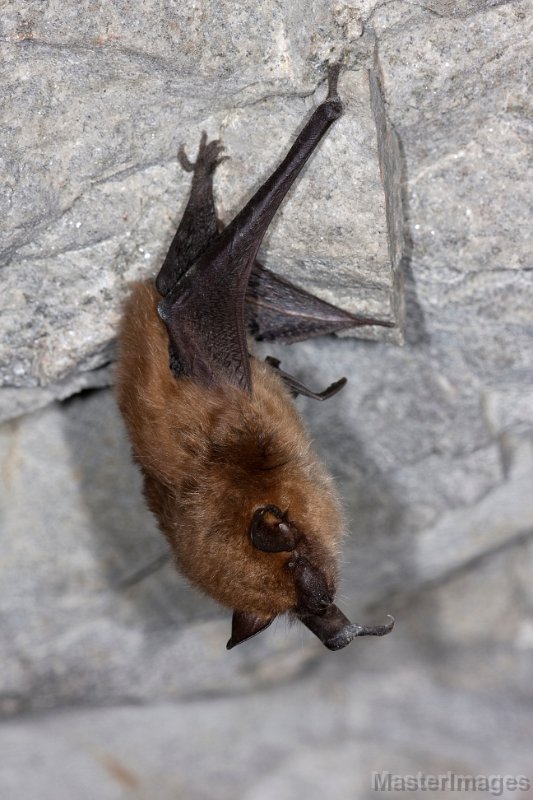 IMG_6340c.jpg - Big Brown Bat (Eptesicus fuscus)