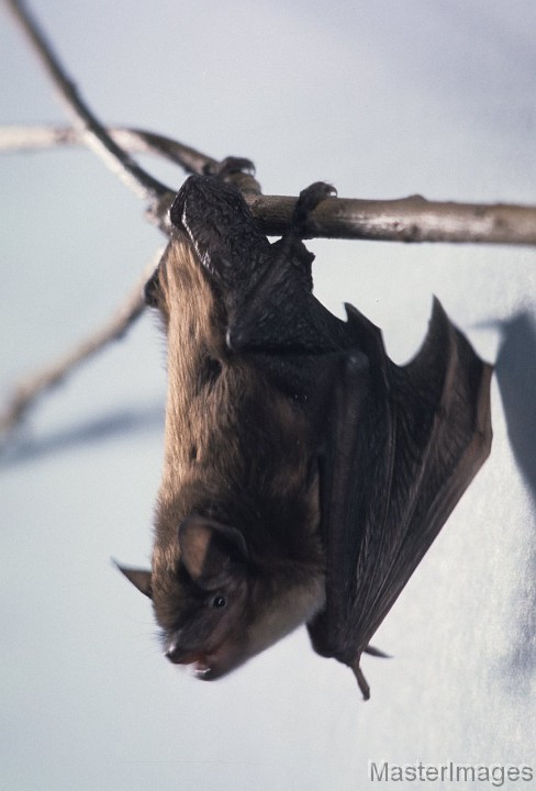 JX04_004.JPG - Big Brown Bat (Eptesicus fuscus)