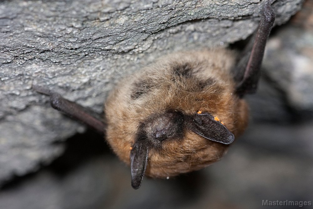 IMG_6283c.jpg - Eastern Small-footed Myotis (Myotis leibii)