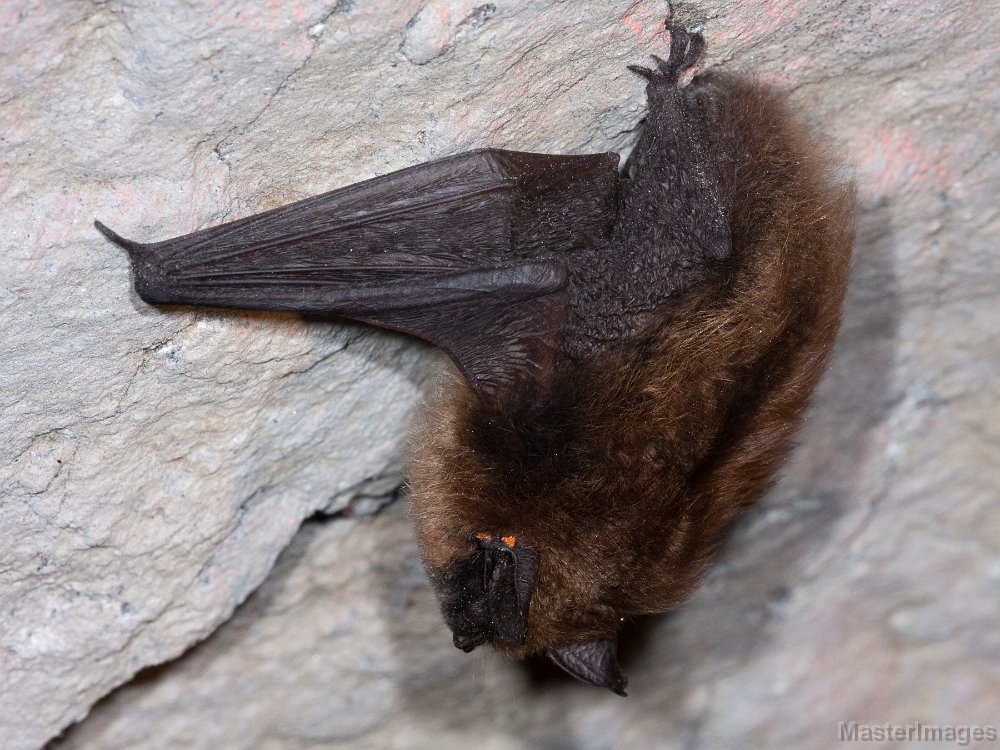 IMG_6976c.jpg - Eastern Small-footed Myotis (Myotis leibii)