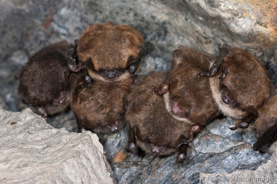 IMG_6897c.jpg - Indiana Myotis (Pipistrellus sodalis) & Little Brown Bats (Myotis lucifugus)