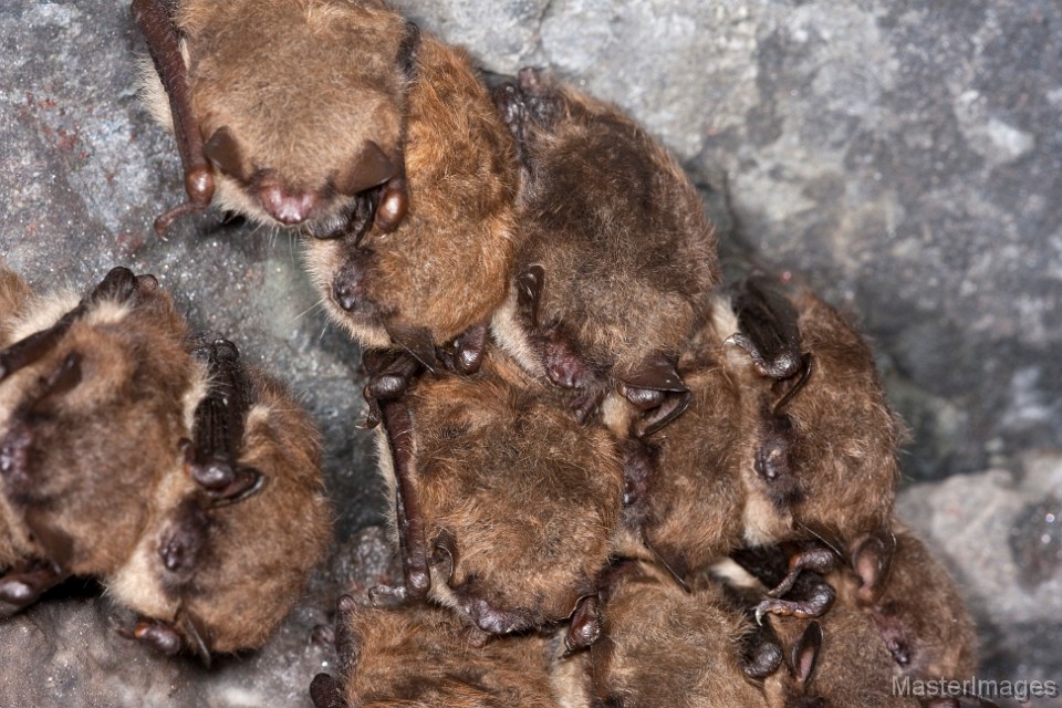 IMG_6904c.jpg - Indiana Myotis (Pipistrellus sodalis) & Little Brown Bats (Myotis lucifugus)