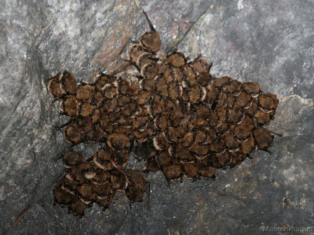 IMG_7828c.jpg - Little Brown Myotis (Myotis lucifugus)