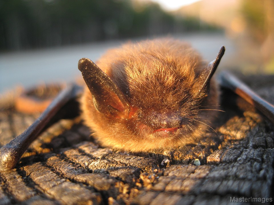 IMG_0876c.jpg - Northern Myotis (Myotis septentrionalis)