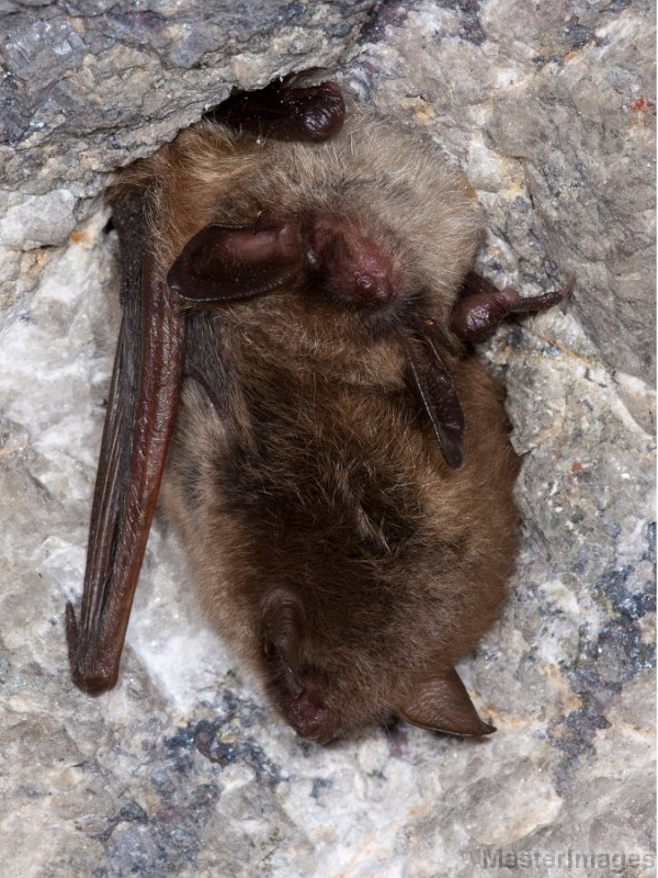 IMG_6332c.jpg - Northern Myotis (Myotis septentrionalis) and Little Brown Bat (Myotis lucifugus)