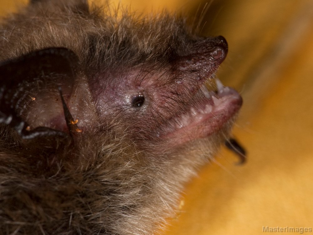 IMG_6354c.jpg - Northern Myotis (Myotis septentrionalis)