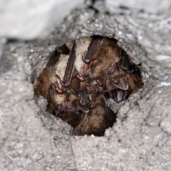 IMG_6403c.jpg - Northern Myotis (Myotis septentrionalis)