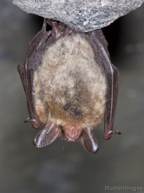 IMG_6435c.jpg - Northern Myotis (Myotis septentrionalis)