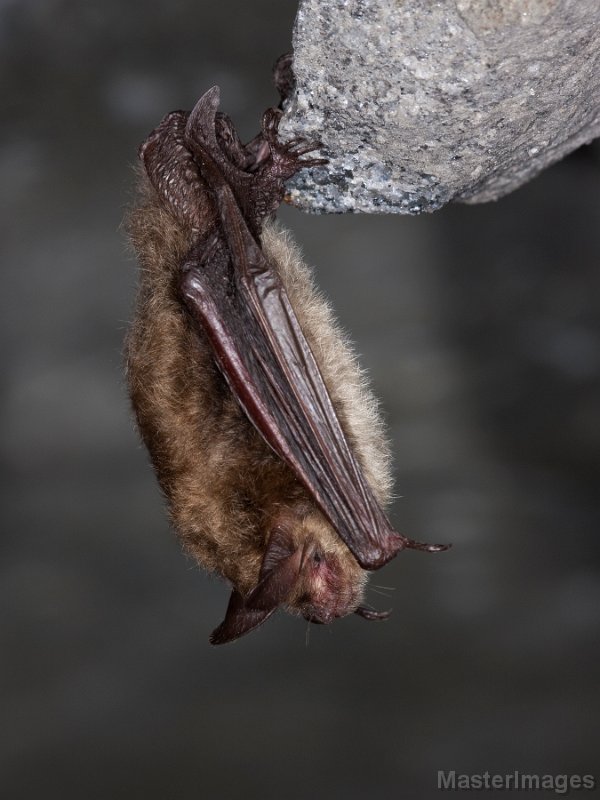 IMG_6438c.jpg - Northern Myotis (Myotis septentrionalis)