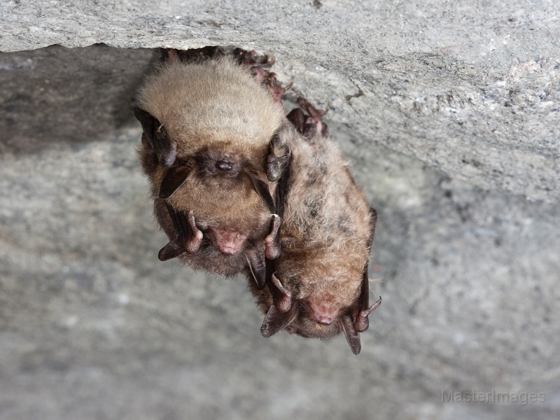 IMG_6450c.jpg - Northern Myotis (Myotis septentrionalis)