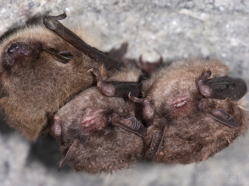 IMG_6451c.jpg - Northern Myotis (Myotis septentrionalis)