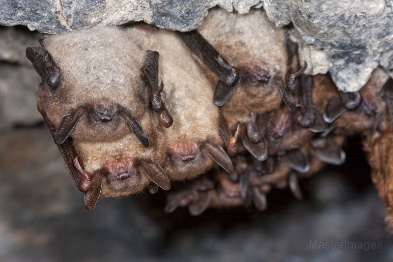 IMG_6990c.jpg - Northern Myotis (Myotis septentrionalis)