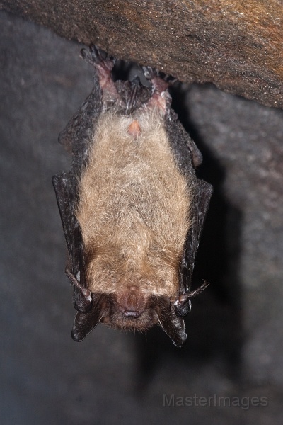 IMG_7035c.jpg - Northern Myotis (Myotis septentrionalis)