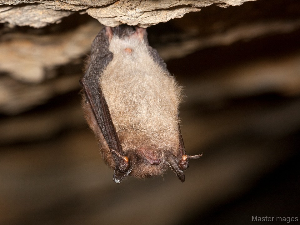 IMG_7039c.jpg - Northern Myotis (Myotis septentrionalis)