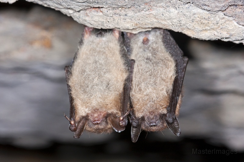 IMG_7040c.jpg - Northern Myotis (Myotis septentrionalis)