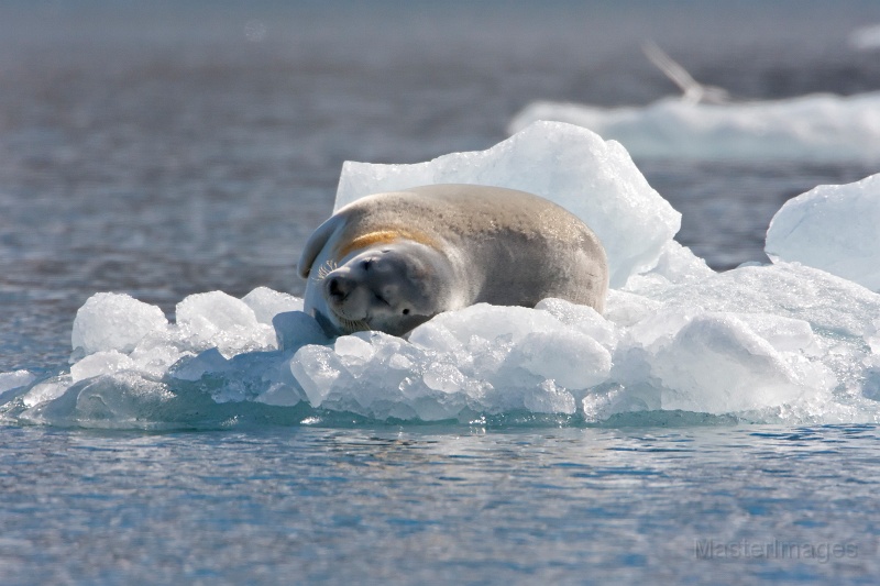 IMG_0104c.jpg - Bearded Seal (Erignathus barbatus)