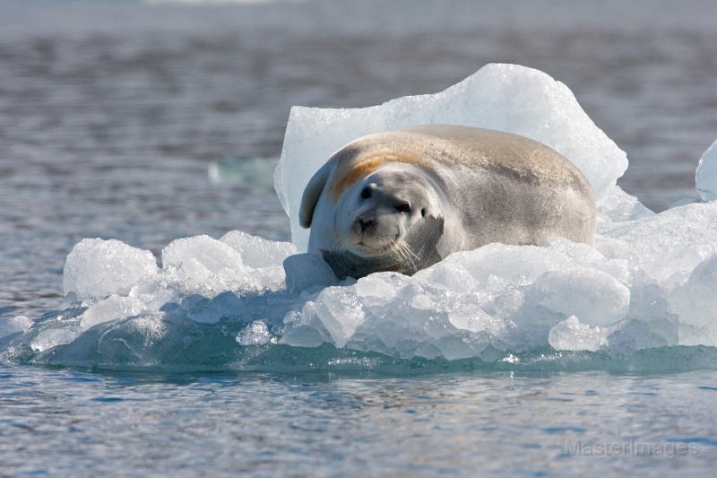 IMG_0108c.jpg - Bearded Seal (Erignathus barbatus)