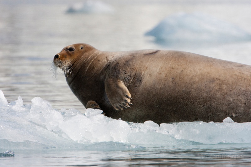 IMG_0120c.jpg - Bearded Seal (Erignathus barbatus)