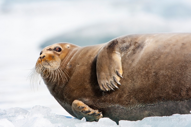 IMG_0133c.jpg - Bearded Seal (Erignathus barbatus)