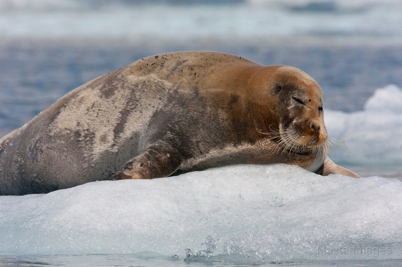 IMG_0137c.jpg - Bearded Seal (Erignathus barbatus)