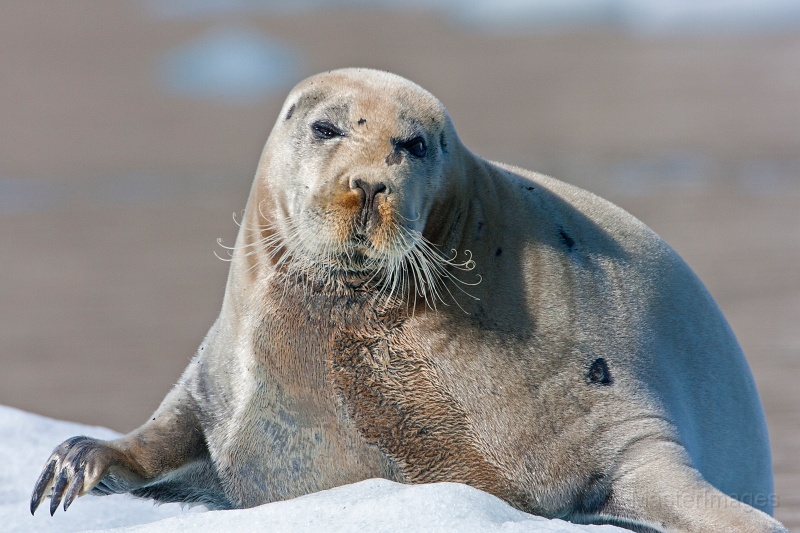 IMG_0156c.jpg - Bearded Seal (Erignathus barbatus)