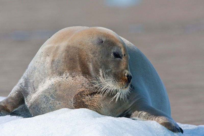 IMG_0157c.jpg - Bearded Seal (Erignathus barbatus)