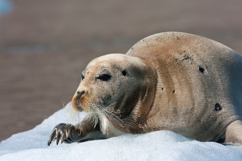 IMG_0161c.jpg - Bearded Seal (Erignathus barbatus)