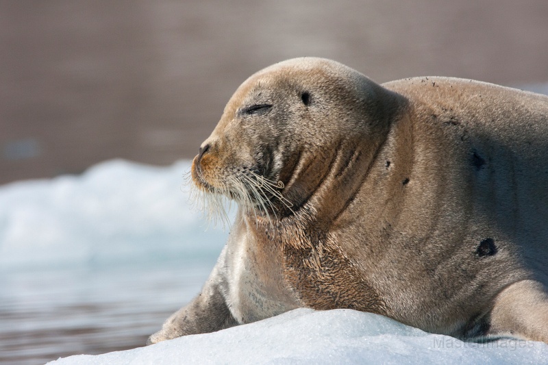 IMG_0170c.jpg - Bearded Seal (Erignathus barbatus)